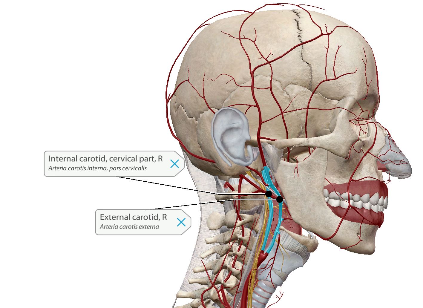 internal carotid nerve