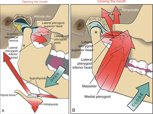 What Is TMJ Disorder? | Temporal Mandibular Disorder (TMD)